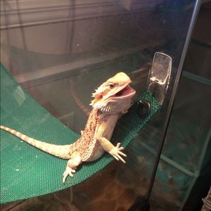 Meet your Posher, Linny